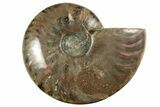 Red Flash Ammonite Fossil - Madagascar #211118-1